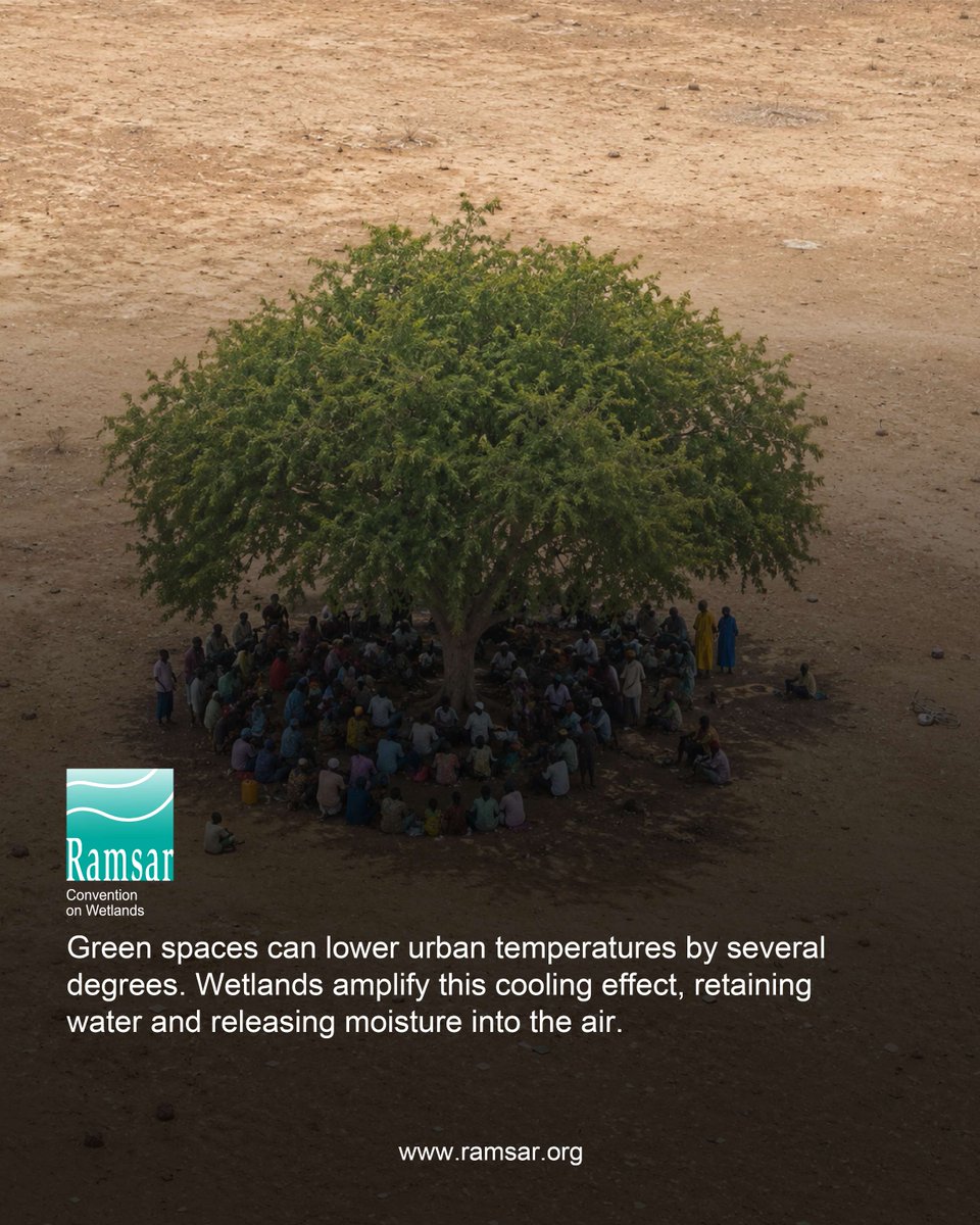 RamsarConv's tweet photo. 🌡️ Green spaces can cool cities by several degrees
💧 Wetlands enhance that effect
Nature = climate control
#ConventionOnWetlands #WetlandsMatter #ReduceHeatWaves https://t.co/H6dK0t0Lii