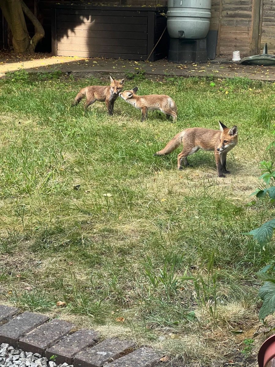ChrisGPackham's tweet photo. " My garden has become a playground for fox cubs " - Brilliant @cancienne.bsky.social , thank you for today's #FoxOfTheDay ! https://t.co/1gZUpJqAFb