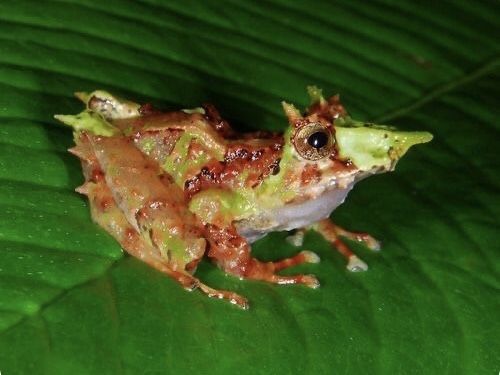 natural77384672's tweet photo. Pinocchio Rain frog 
A small, spiky amphibian native to the cloud forests of Ecuador and Colombia. https://t.co/sfPZGl1dos