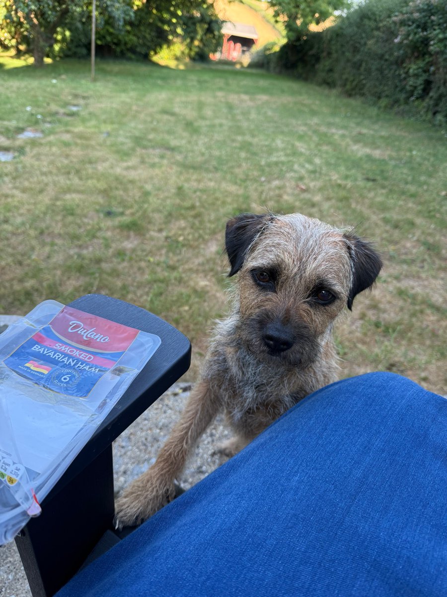 PeggyBorder's tweet photo. All gone you say??
#MoreHamPlease #OnlyHadATinyBit
#BTPosse https://t.co/A6T2eXS88a