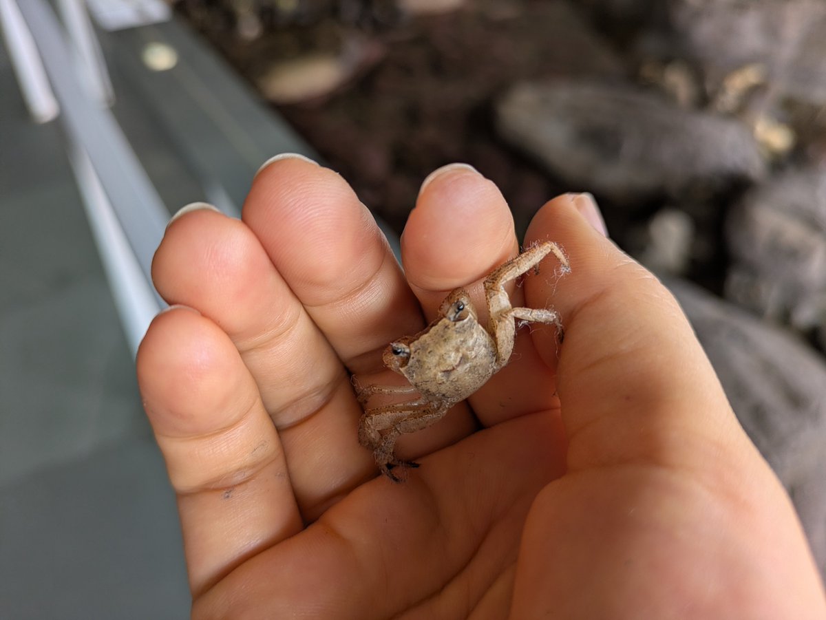 KasaiSuizokuen's tweet photo. 野生のカニが園内を歩いている季節が今年もやってきました。

水族園周辺の草地ではアカテガニが歩いているのをよく見かけます。
この個体は「東京の海」エリアに迷い込んでいたので、外に逃がしました。

#かさりん #tslp_e https://t.co/kEczR0l3Jp