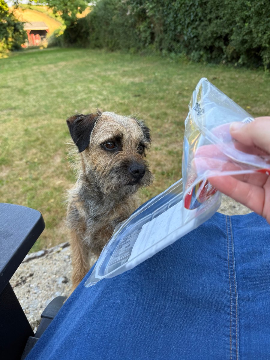 PeggyBorder's tweet photo. All gone you say??
#MoreHamPlease #OnlyHadATinyBit
#BTPosse https://t.co/A6T2eXS88a