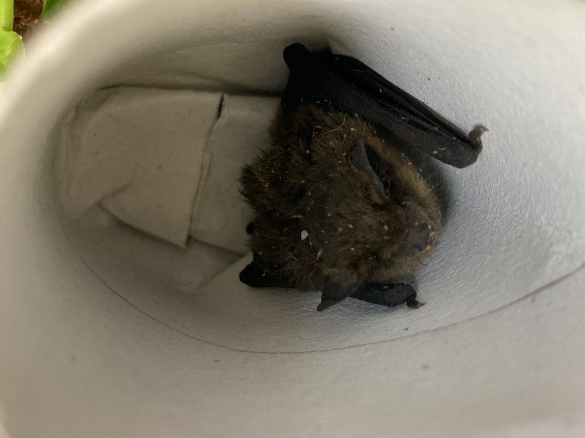 whimbreline's tweet photo. I found a dead bat, North West Germany. Are there any bat-appreciators out there who can identify it? It is tiny, about 4cm in body. It will receive a funeral with flowers today. https://t.co/eZSkvH6l7d