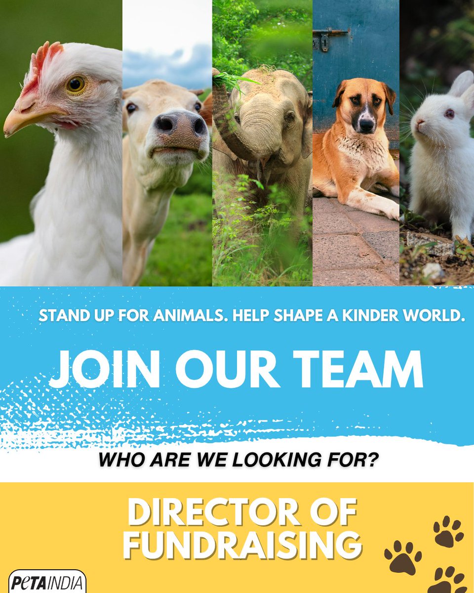 PetaIndia's tweet photo. PETA India is hiring a Director of Fundraising to lead high-impact campaigns, build lasting donor relationships, and help power our vital work for animals. ❤️📈 

If you have the experience, vision, and dedication to take fundraising to the next level, we want to hear from you! 
Apply now: https://t.co/qLAzgcajlE 

#PETAIndia #WorkForAnimals #AnimalRightsJobs #WorkForPETAIndia