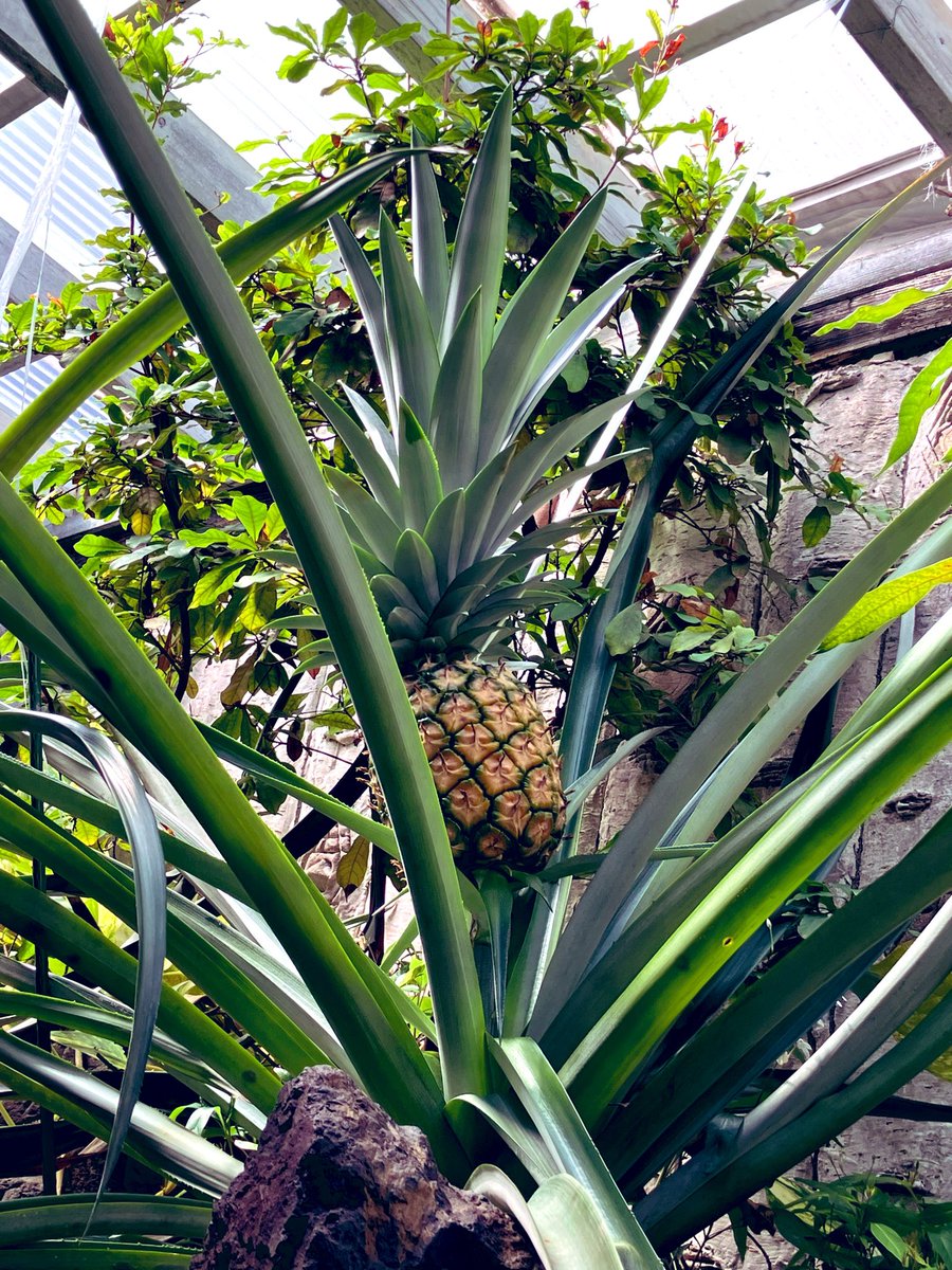 heiden_onsen's tweet photo. #へいでん温泉、今日の薬湯は「紫根の湯」です。

ヘイデン産パイナップル2号🍍少し黄色く色んで来ました😊いつ収穫出来るかな〜
2号は少し大きそうです！
収穫が楽しみです😍

女湯ではみかん🍊が育ち始めています！レモン🍋は不作😢

#銭湯 #名古屋 #平田温泉 https://t.co/AbewA5nKO5