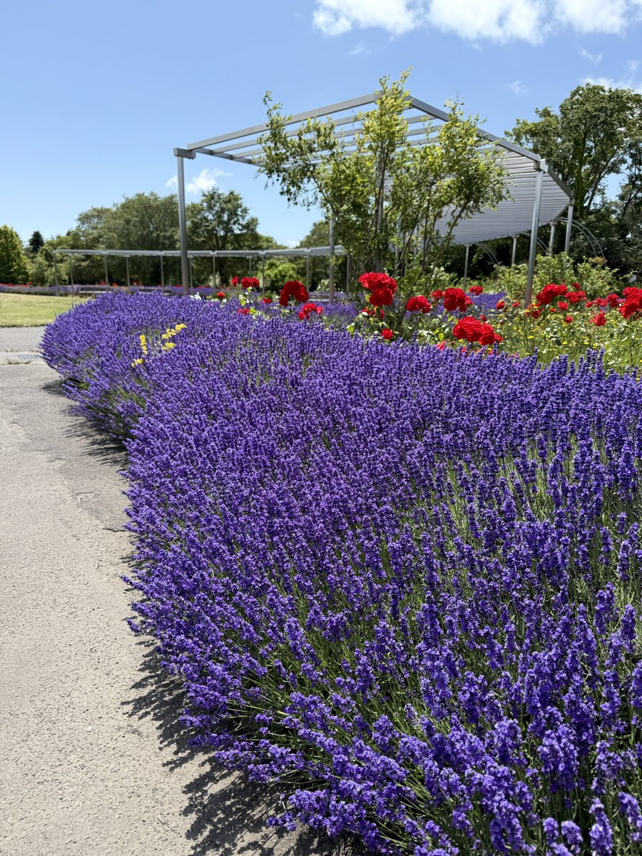 yutavd1's tweet photo. ⁡
今日の投稿も、『百合が原公園』で咲いていた『ラベンダー』の写真になります。

『モニュメントローズガーデン』に植えられている『ラベンダー』も撮影時点で満開になってましたね
⁡
『ラベンダー』と『バラ』の組み合わせも中々いいものですよね。

■7月7日撮影
#キリトリセカイ
#札幌
#北海道 https://t.co/RSh9oaXXwh