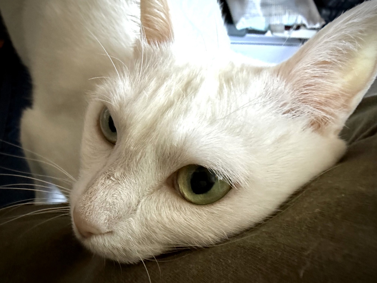 __Oktavia's tweet photo. 飼い主がモニターの前で固まっているので心音を確認しにきた猫。 https://t.co/QvxCyfKTgd