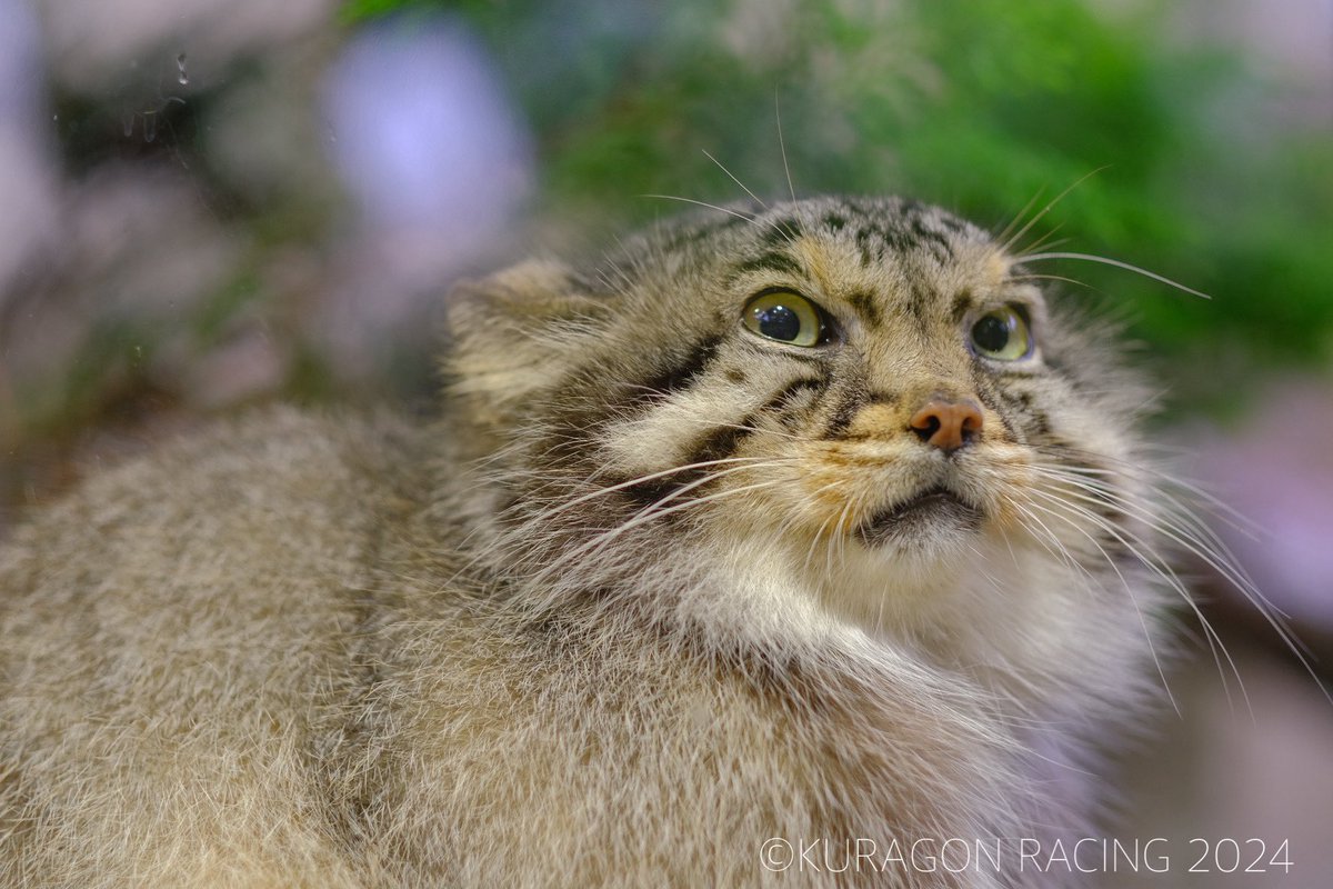kuragon_oyakata's tweet photo. おはようございマヌル😊

#マヌルネコ #那須どうぶつ王国 #pallasscat https://t.co/eEJaotuXc6