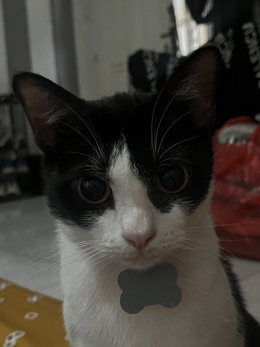 Reveriry's tweet photo. My cat for no reason after waking up: *stares at me* https://t.co/jU6NZOeP0e