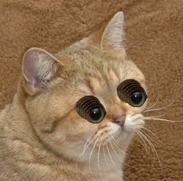 Starecat tweet media