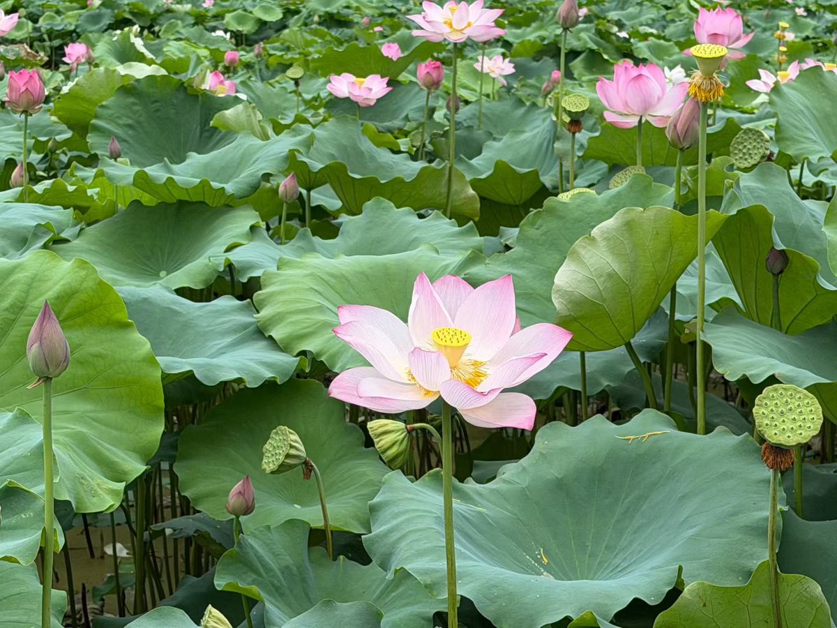 hhzkdlin's tweet photo. 夏天就是赏荷的季节呀🪷 https://t.co/XZPhJETSOL