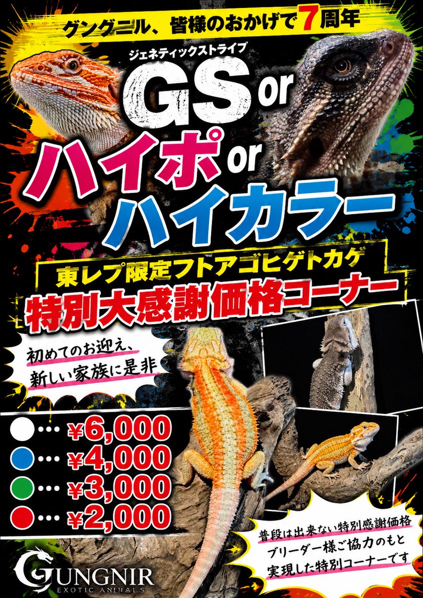 GungnirAnimals's tweet photo. 🌟イベント告知🌟

今週末に行われる東レプに当店も参戦致します！

そして今月1日で7周年を迎え8年目に突入👀

今までの感謝還元で今月中は大感謝祭をいたします！！

というわけで、何かGUNGNIRのお客様に還元できないか・・・とご提案いただいたブリーダー様より東レプにお越しいただいた『全フトアゴファンの皆様』にこちら(添付画像)の企画をお持ち込み！

◇全個体国内CB！
◇全個体健康体！

ただの大特価じゃありません👍

これから始めるお客様・新しくお迎えを検討されているお客様・あんなことやこんなことを計画されているフトアゴファンの皆様に大還元致します。※匹数には限りがあります🙇

もちろん！
実店舗のお客様にも最高の企画をご用意いたしておりますのでそちらはこうご期待・・・

東レプで国産フトアゴをお探しのお客様はぜひ当店にお越しください！

皆様のご来場、ご来店心よりお待ち申し上げております！！
