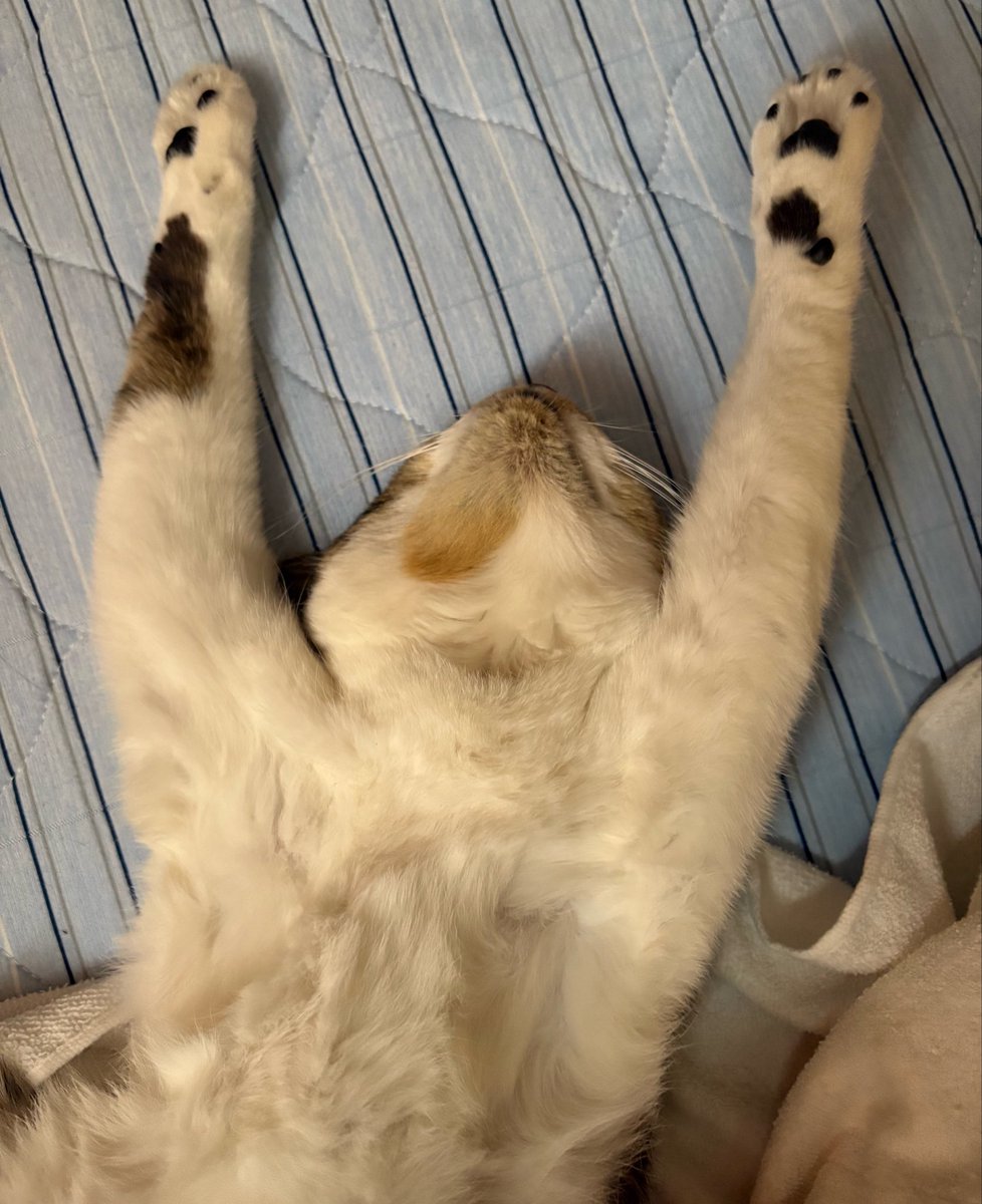 dekacat_suki's tweet photo. 起きて最初に目にする猫がこれて https://t.co/RQuAfKQuhU