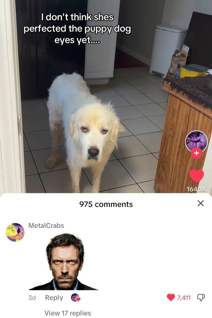 trainfanatic482's tweet photo. @speedyclowncar He looks like this dog to me https://t.co/ldrplNpNbn