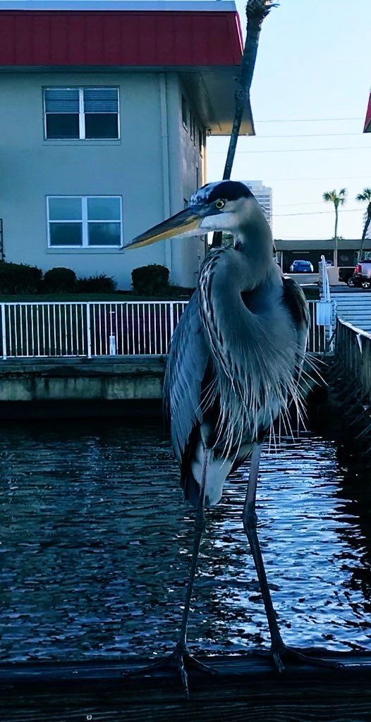 EileenPCarry's tweet photo. If you want to get close to something strangely beautiful, you have to know its nature. 

#FollowNaturesExamples

#FL #birds 📲*. https://t.co/AOX13z0Ng1