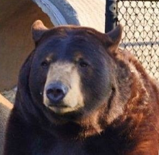 BearyDales's tweet photo. kinda like this https://t.co/0Kukav2Wtz
