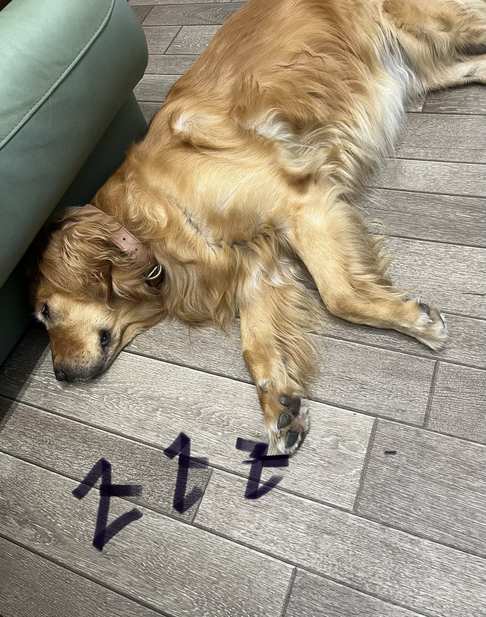 siki4's tweet photo. 近畿地方も梅雨明け。と同時に一斉にセミが鳴き始めたし。ワン散歩時間早めなきゃ…

にしても、ほぼ一日中寝てるワン見てると、お仕事犬の睡眠時間はどうなってるん��ろう？と。人と同じくワンもそれぞれか…etc.とこれ以上引き延ばせない整理書類前に現実逃避癖。あの本の続きも気になる… https://t.co/KZmbfusRjo