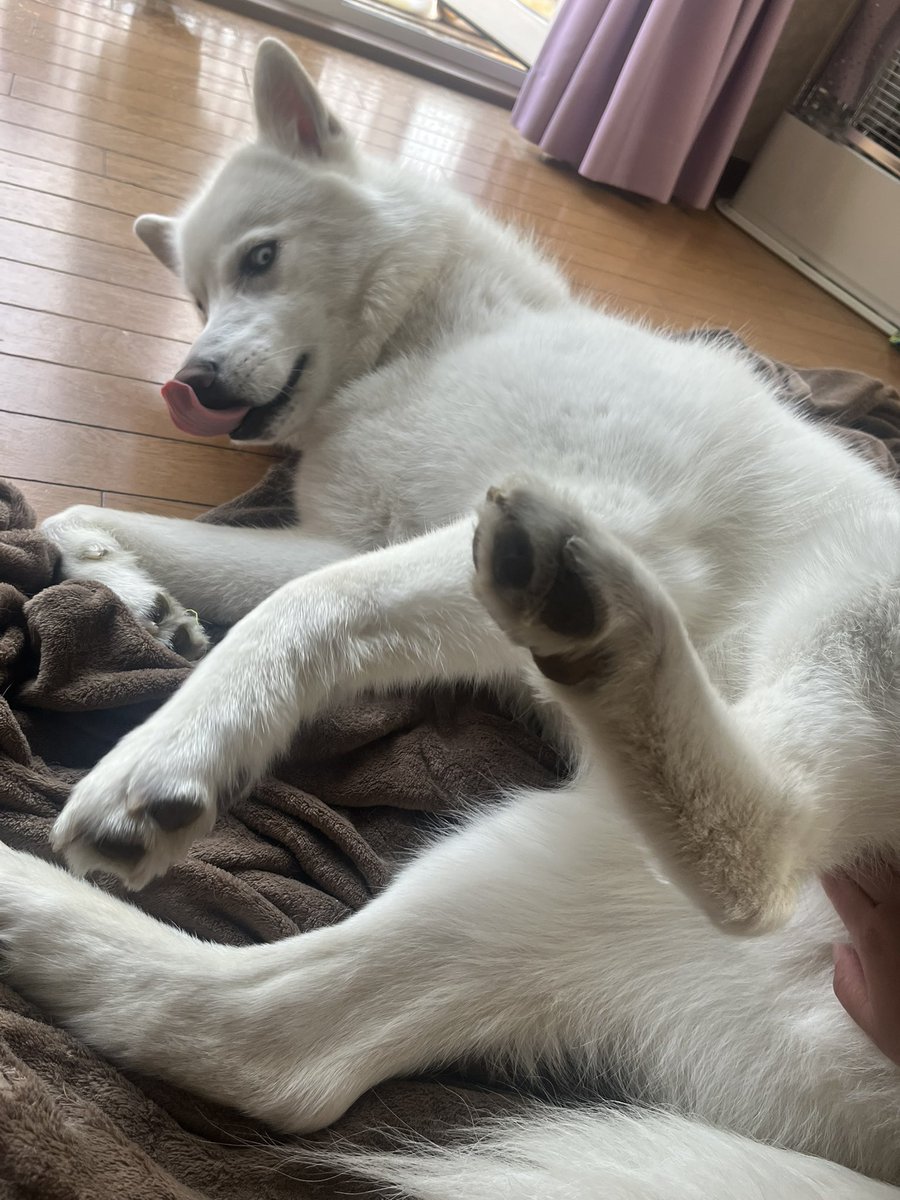 mutaa011's tweet photo. 撫でても良いじょ〜！ https://t.co/JvDuhBN8Cn