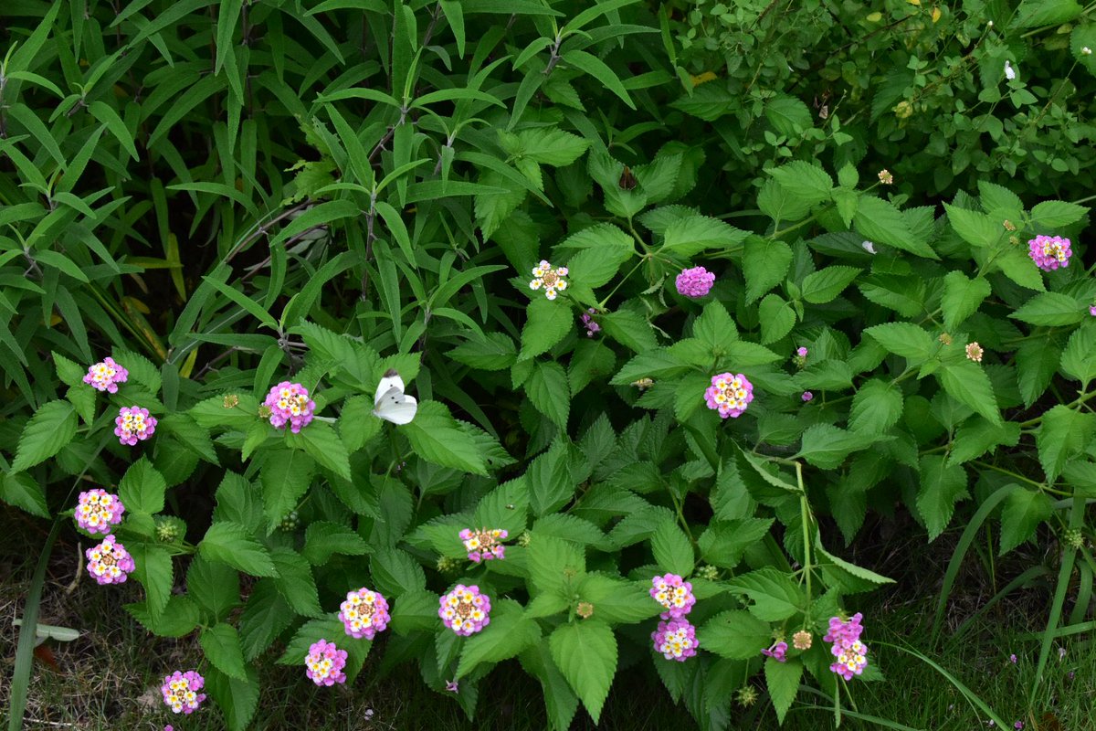 harusuke6986's tweet photo. 先日写真を撮ったランタナの花🌼
花の色が次第に変化することから七変化と言われるそう。繁殖力が強いとのこと。 https://t.co/tUekGTaacx