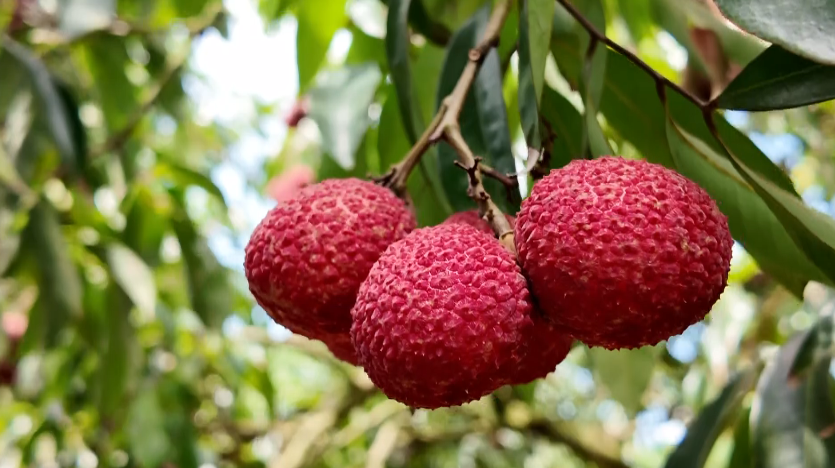 InvestChengmai's tweet photo. The 10,000-mu (approximately 666.67-hectare) Luqiao seedless lychee orchards in Qiaotou Town, Chengmai County, have entered peak harvest season. Nurtured by selenium-rich soil and mountain spring water and cultivated through standardized, refined farming practices, these lychees boast plump, crisp, and sweet flesh with a seedless rate as high as 99%. Rich in selenium, they are a signature specialty fruit of Hainan.