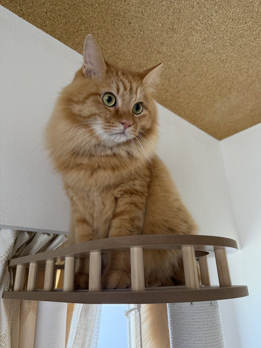 redchyang's tweet photo. おはようございます🌤️
起きたら9時過ぎって何？！
 #猫のいる暮らし  #保護猫と暮らす https://t.co/ilci9pUZeh