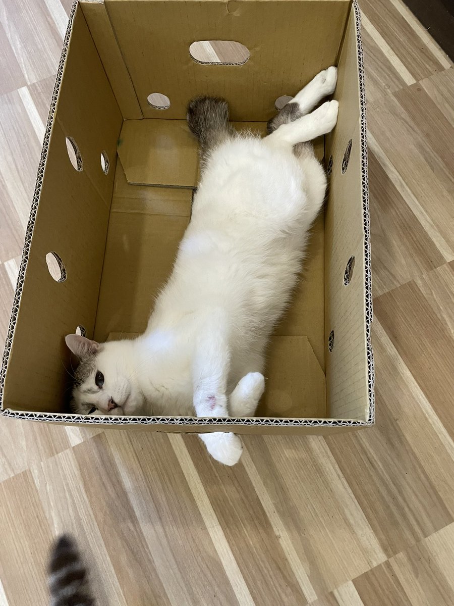 necoann2's tweet photo. ねこあんです
7月の定休日です
病院でお休みする場合もあるので、���ンスタで確認をお願いします。
🐾
🐾
#ねこあん　#猫カフェ　#猫店長　#宮城　#cat #ねこすたぐらむ https://t.co/2p9ayQEJQG
