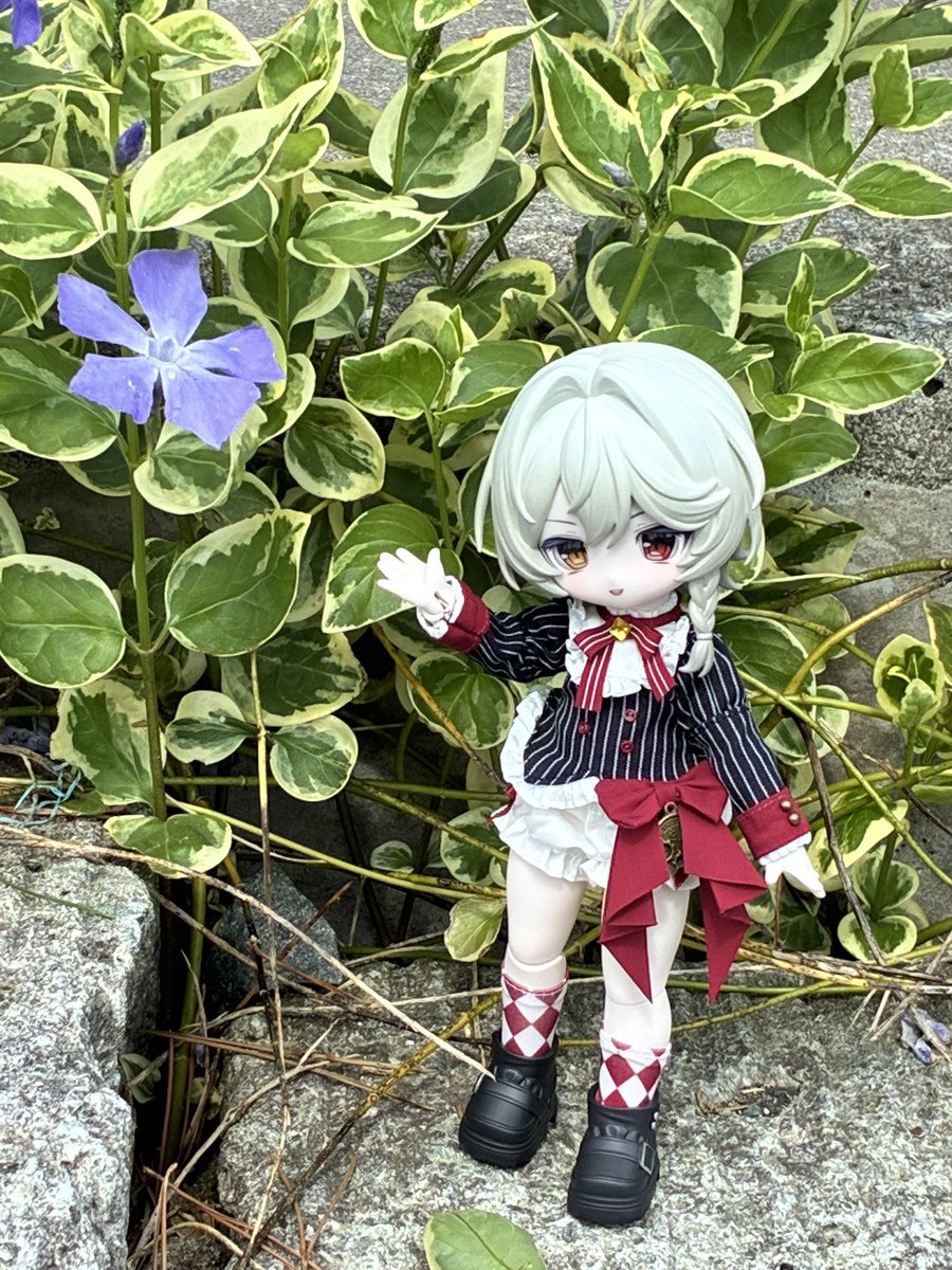 Otoha_5628's tweet photo. #見��人はお花と写ったドール写真をアップする https://t.co/QwUHlB2Cp6