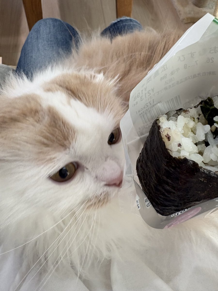 ao0915roy's tweet photo. 食べてたらお膝に飛び乗ってきた！
まぁいつものことなんだけど笑
食べにくいし何なら寝始めた🤭
ご飯食べる音、うるさくないんかな笑 https://t.co/TrF8rpfkSl