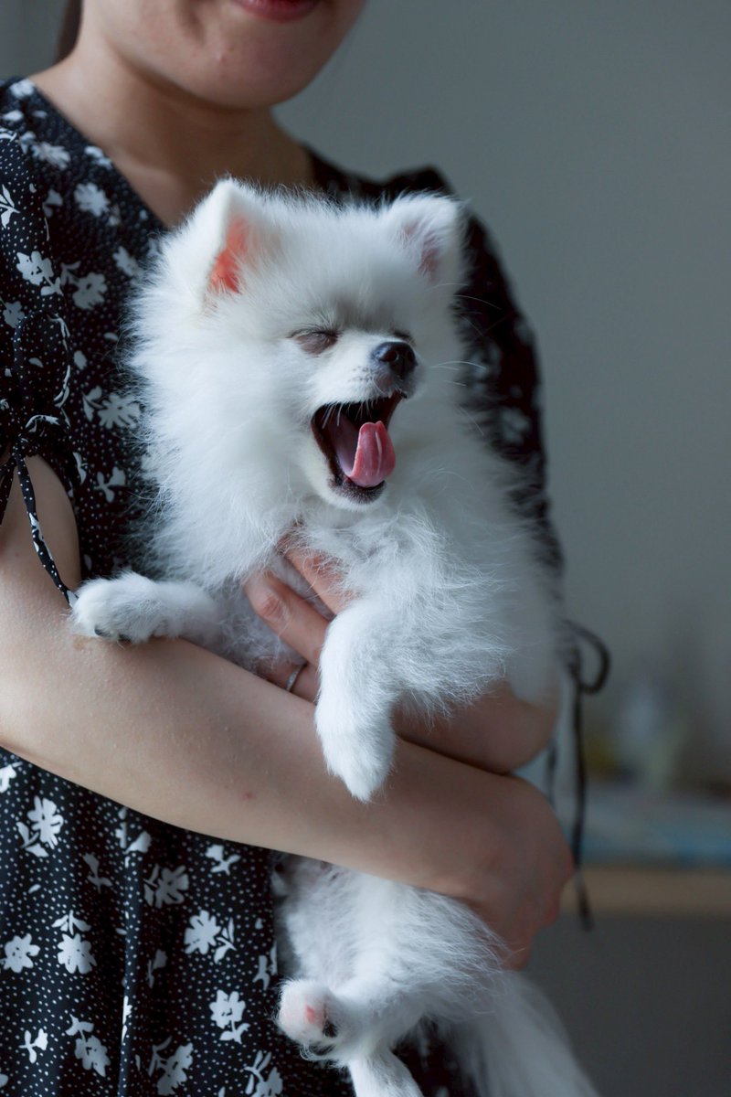 nishiki_bb's tweet photo. 友達が犬飼い始めたんだけど赤ちゃんは漏れなく可愛いね。 https://t.co/Xt6W3sdSC7