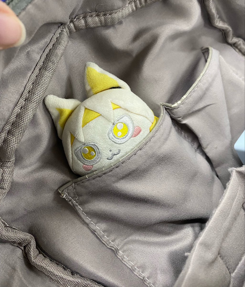 KonadaKi's tweet photo. why check my bag for dangerous items when you can check out this cat https://t.co/x5P3WTWKOi