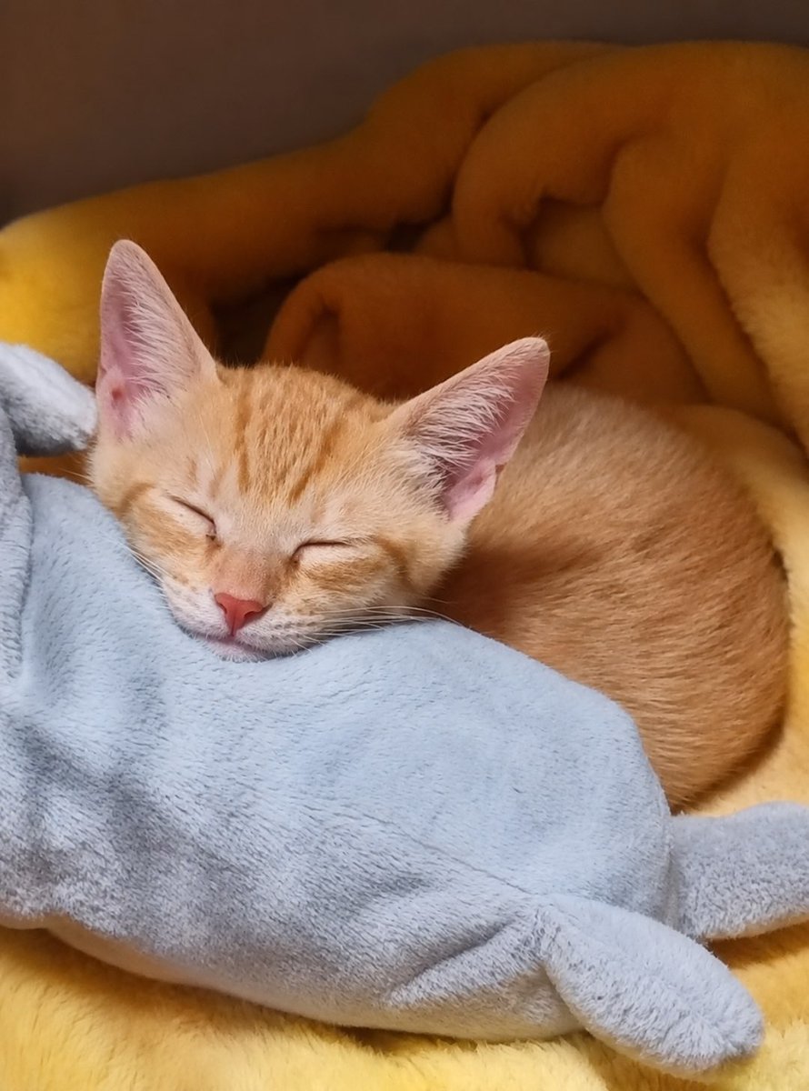 猫と四つ葉のクローバー🍀 (@4clover_cats) / Posts / X