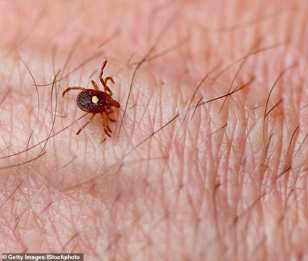 OwenGregorian's tweet photo. Outcry as scientists push to create ticks spreading meat allergies | Chris Melore, Daily Mail

A recently unearthed study has set off a tidal wave of outrage after scientists claimed it was 'morally' justifiable to infect people with a virus making them allergic to meat.

Researchers Parker Crutchfield and Blake Hereth from Western Michigan University published an inflammatory paper in 2025, making the case that society had a moral 'duty' to spread ticks that were infected with or engineered to carry alpha-gal syndrome (AGS).

AGS is a real medical condition transmitted to humans through tick bites, causing victims to suffer allergic reactions when eating red meat, including beef, pork and lamb, dairy and other products derived from mammals.

The symptoms can range from a mild case of hives or stomach pain to severe and even life-threatening cases of anaphylaxis - where blood pressure suddenly drops and the person becomes unable to breathe as their airways swell up.

Crutchfield and Hereth claimed that it was morally wrong to eat meat because of the suffering animals endure and the environmental damage that the meat industry allegedly causes.

They argued that the only reason society should not be spreading ticks to infect people with AGS today is that scientists do not currently have an easy and effective way to do it on a large scale.

However, they added: 'But it is feasible to genetically edit the disease-carrying capacity of ticks. If we are right, then today we have the obligation to research and develop the capacity to proliferate tickborne AGS and, tomorrow, carry out that proliferation.'

One critic of the study replied: 'Isn't this biological terrorism? Shouldn't they be thrown in jail?'

The study authors did not conduct any medical experiments or new research to back up their claims, calling their paper a work of philosophy, using ethical reasoning from different moral theories and assuming that meat-eating is bad.

Their main findings were that promoting genetically modified ticks to spread AGS would make the world better and help people become more 'virtuous' by avoiding meat.

They also claimed that this process would not violate anyone's rights, despite proposing to intentionally infect the population with a life-threatening infection.

AGS is triggered by a bite from the lone star tick, a breed of the parasite found throughout the US from Texas to the East Coast.

When a tick bites someone, it injects alpha-gal sugar into the person's body, causing the immune system to develop antibodies that attack it.

Between 2017 and 2022, the CDC reported about 90,000 suspected cases of AGS, and the number of new suspected cases increased by approximately 15,000 each year. The agency has estimated that as many as half a million Americans have AGS.

It can also complicate medical treatments involving mammal-based ingredients in certain medications, vaccines or surgical materials. There is currently no cure, and the tick-transmitted illness requires lifelong avoidance of meat-based products.

'Intentionally inflicting a debilitating disease on people is a horribly vicious crime and should get the strongest possible penalty,' another person added on social media.

The Western Michigan University Homer Stryker MD School of Medicine defended the paper, published in the journal Bioethics, calling the researcher's conclusions 'a thought experiment.'

In a statement to the fact-checking website Snopes, the school wrote: 'Thought experiments are a long-established and legitimate philosophical method.'

'Their purpose is to examine the implications of ethical commitments and to surface hidden assumptions so they can be scrutinized. They are neither policy proposals nor clinical recommendations.'

However, the reaction from the public has been fierce, with critics blasting the authors for claiming that meat eaters should be infected with a disease to prevent them from eating meat.

'Anyone who works to spread alpha-gal should be tried for crimes against humanity,' one commenter on X said.

'Who decided it was "morally" wrong to eat meat? Humans are not herbivores,' another person added.

Despite the study's claims that spreading diseases through ticks was only a philosophical experiment, scientists have claimed that the CIA has already been using ticks as weapons for decades.

Dr Robert Malone, who helped lay the groundwork for mRNA vaccine technology, claimed he analyzed declassified government documents from Cold War biological weapons programs that link the spread of Lyme disease to CIA experiments.

Malone highlighted experiments in the 1960s that allegedly released more than 282,000 radioactive ticks in Virginia and open-air tick research at Plum Island, a federal laboratory located near the Connecticut community where Lyme disease was first identified.

Malone’s report argued the research was part of a much larger Cold War biological weapons program known as Project 112, which involved dozens of secret tests aimed at studying how insects could be used to spread pathogens.

Meanwhile, Google is currently facing backlash over plans to release millions of bacteria-infected mosquitoes in two states, allegedly to reduce mosquito populations.

Backed by Google's parent company Alphabet, the proposal is seeking federal approval to deploy 32 million modified mosquitoes annually across California and Florida beginning in 2027.

If approved, the two-year program would result in a total of 64 million mosquitoes being released into the environment.

The aim is to reduce populations of disease-carrying mosquitoes using what researchers describe as 'good bugs' - males carrying a naturally occurring bacterium called Wolbachia. Male mosquitoes also do not bite.

When the infected males mate with wild females, the females still lay eggs, but the eggs fail to develop and hatch, which would theoretically kill off new waves of disease-carrying pests.

https://t.co/zWagP2CKXY
