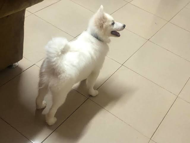 Anniejosh90's tweet photo. Chow chow, eskimo available.
You can txt me $
4 weeks old https://t.co/TdJMzEv4KL