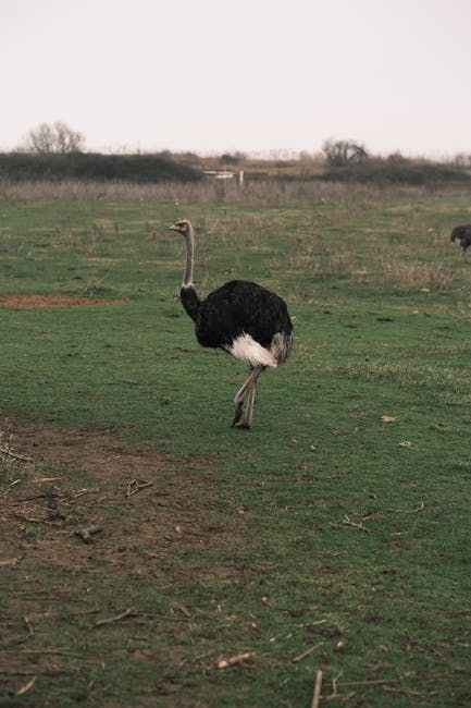 CandyYingse's tweet photo. تُعد منطقة ماريا شاسعاً الحمم سهلاً تشكل من تدفقات البركانية القديمة التي امتدت لملايين السنين. lavelle pizer https://t.co/JWyYYdaVVf