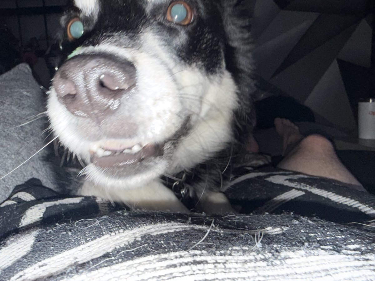 Hello_Clarice13's tweet photo. Here’s a picture of my doggy lookin like a deep sea creature ❤️🥹 https://t.co/rEK9GpBZxh