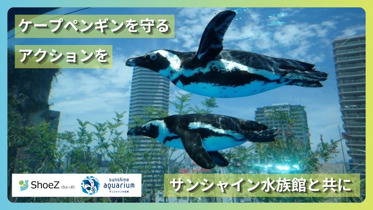 Sunshine_Aqua's tweet photo. ケープペンギンの保全に関するクラウドファンディング

「絶滅の危機―野生のケープペンギンをサンシャイン水族館と共に守る。」7/13(月)より実施のお知らせ

主催：ShoeZ　協力：サンシャイン水族館
期間：7/13(月)～9/30(水)

ご支援のリターン(返礼品)として「天空のペンギン給餌体験」や「営業前の朝の水族館貸切」のほか、「ペンギンの雌雄判別ができるDNA抽出ワークショップ」など当館ならではの体験をリターン(返礼品)としてご用意しました。

皆様のご支援で野生のケープペンギンを守りませんか？
温かいご支援お待ちしております。

ご支援はこちら↓
https://t.co/BpT9azu2X5