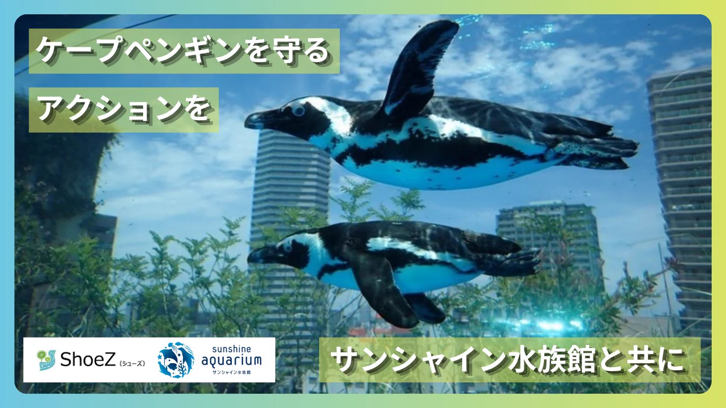 ケープペンギンの爪 サンシャイン水族館 on X: 