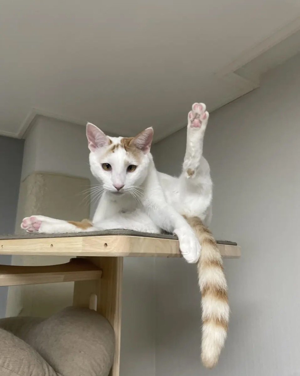 hsn518cat's tweet photo. RT) 입양홍보 말랑이 가족 찾아요.

2개월 때 시장에서 구조된 말랑이는..
치료를 받고 건강해졌지만 입양문의가 없어
성묘로 자랐어요..

개냥이 성격, 사람 좋아 고양이 좋아, 사냥놀이 엄청 좋아해요..

접종완료 중성화완료 건강상태 이상무!!

특기는 소라게
말랑이 엄마 아빠 찾습니다..!! https://t.co/FdxNenLutI