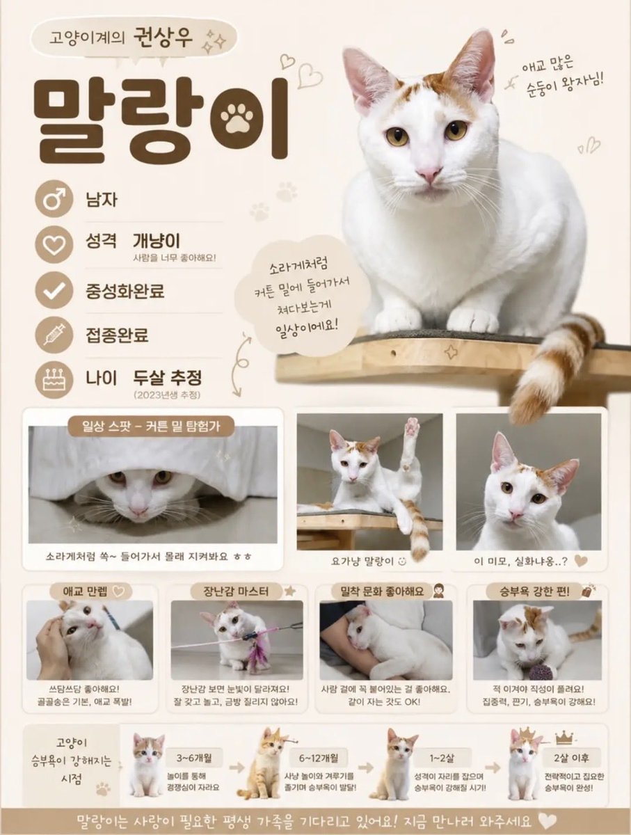hsn518cat's tweet photo. RT) 입양홍보 말랑이 가족 찾아요.

2개월 때 시장에서 구조된 말랑이는..
치료를 받고 건강해졌지만 입양문의가 없어
성묘로 자랐어요..

개냥이 성격, 사람 좋아 고양이 좋아, 사냥놀이 엄청 좋아해요..

접종완료 중성화완료 건강상태 이상무!!

특기는 소라게
말랑이 엄마 아빠 찾습니다..!! https://t.co/FdxNenLutI