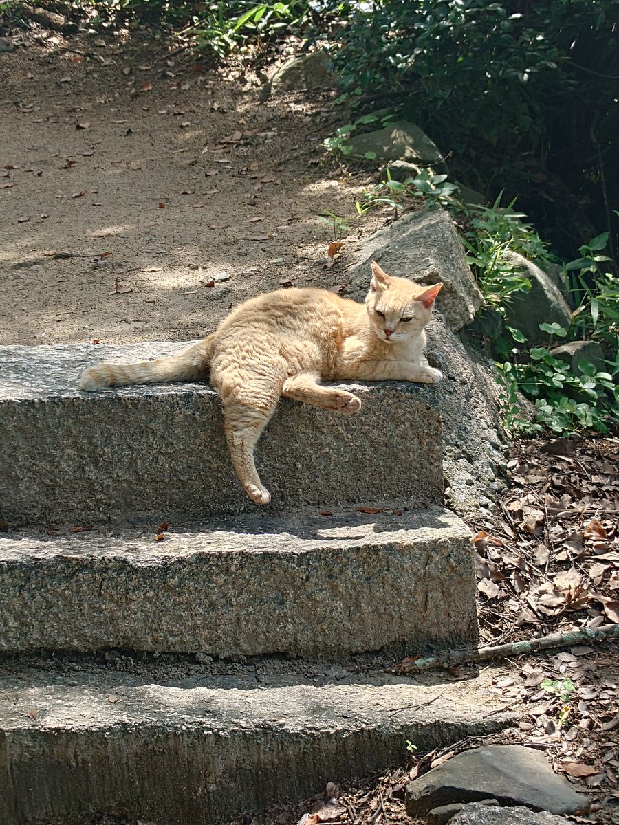 deensatou's tweet photo. #男木島
#猫
豊玉姫神社にいた猫。警戒なく写真とれた。 https://t.co/O6rud3gVmz