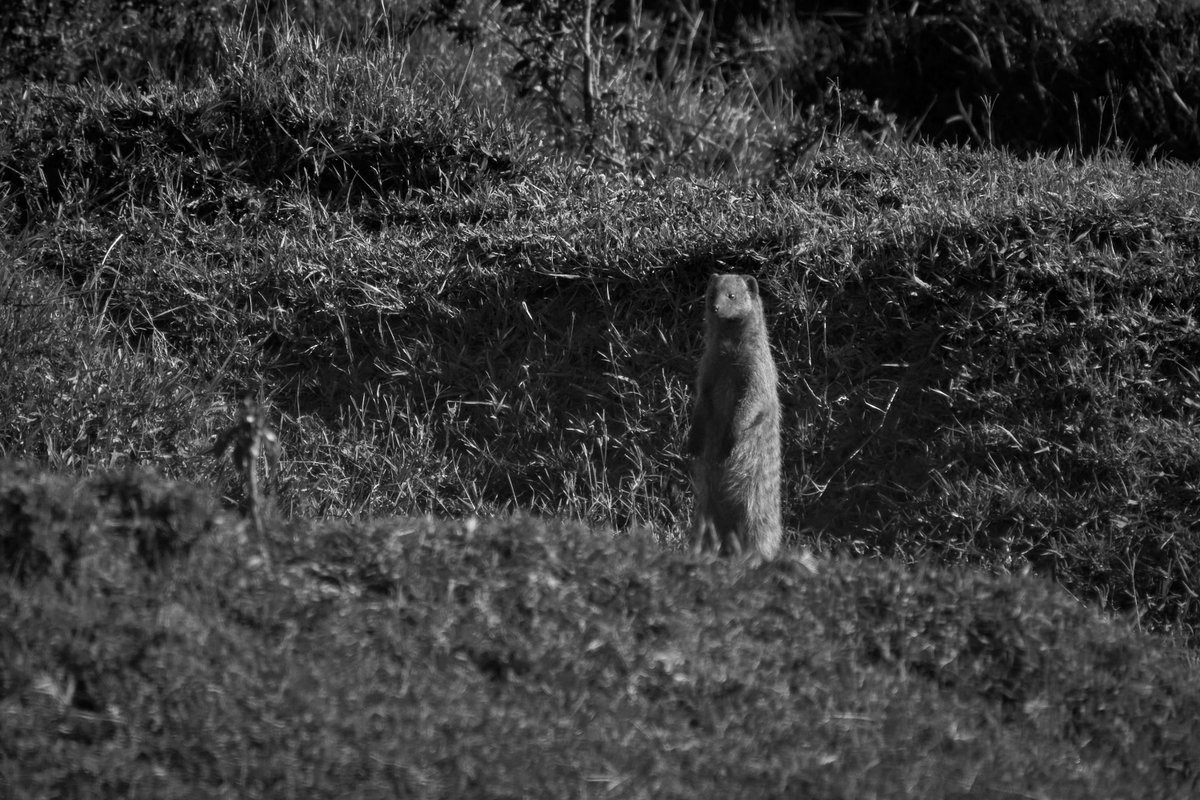 bownaankamal's tweet photo. Wildlife of Masai Mara | Kenya

1) African Bush Elephant
2) Banded Mongoose
3) Black Backed Jackal
4) Black Rhinoceros
Photos by @BownaanKamal

A Click with Nikon

.
.
#MasaiMara #WildlifeOfKenya #KenyaWildlife #WildlifePhotography #NikonShot https://t.co/ij6VZp0YwY
