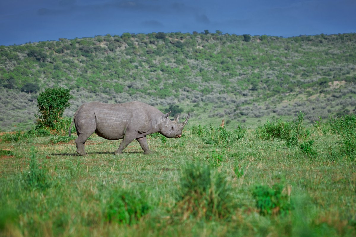 bownaankamal's tweet photo. Wildlife of Masai Mara | Kenya

1) African Bush Elephant
2) Banded Mongoose
3) Black Backed Jackal
4) Black Rhinoceros
Photos by @BownaanKamal

A Click with Nikon

.
.
#MasaiMara #WildlifeOfKenya #KenyaWildlife #WildlifePhotography #NikonShot https://t.co/ij6VZp0YwY