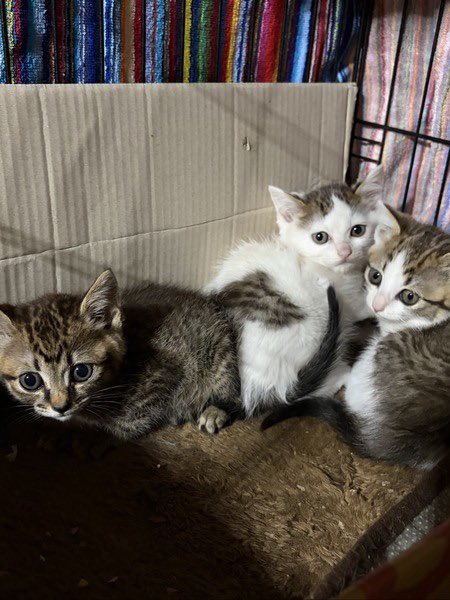 satoya_boshu's tweet photo. 大くん　1ｹ月半　仲良し3兄妹
推定0歳1ヶ月
♂ 大阪府

まだあいさつ代わりにシャーとは言いますが
特に威嚇はなく、おとなしい子たちです。
3兄妹とても仲良く、愛らしい盛りです。
野良猫母さんが保護主の元に3兄妹を連れてきました。
母猫は避妊手術をし、子猫共々保護しました。 https://t.co/4yEcaQ3wqr