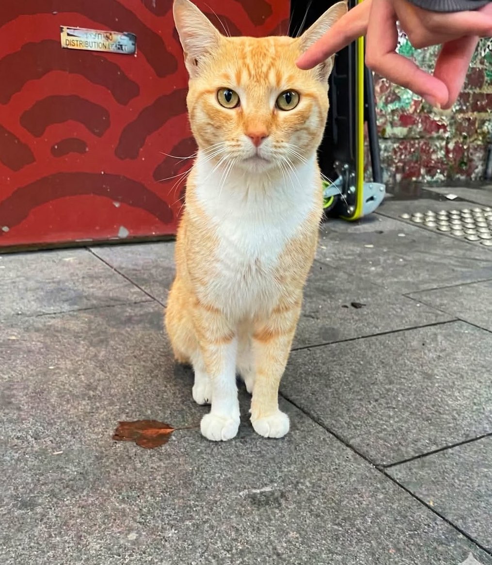 Puppieslover's tweet photo. This Orange Cat in Sydney somehow became a 4.5 Star Google Maps Attraction https://t.co/pjCBudvKHH