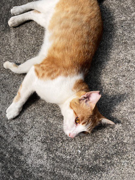 satoya_boshu's tweet photo. 人間が大好きな茶白くん（外国人に狙われています)
推定1歳3ヶ月
♂ 兵庫県

性格は人間が大好きな優しい男の子です。
TNRが終わっているとある漁港に現れました。
この地域は外国人が食用に猫を捕獲していて、何匹か連れ去られています
人間にも慣れているので、一番危険だと思い里親様を募集します https://t.co/AsN7kHRkDE