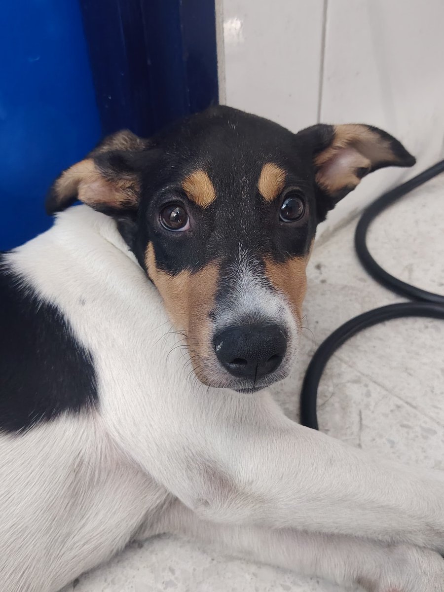 DenunciasAntio2's tweet photo. 🐕 Este perrito fue abandonado cerca a una farmacia en campo valdes en #Medellín Cra 45 # 80-79 droguería santa isabel.  

Los propietarios de la droguería no pueden tenerlo, solicitamos apoyo de las autoridades.

#DenunciasAntioquia https://t.co/Lt2eYZXFw0