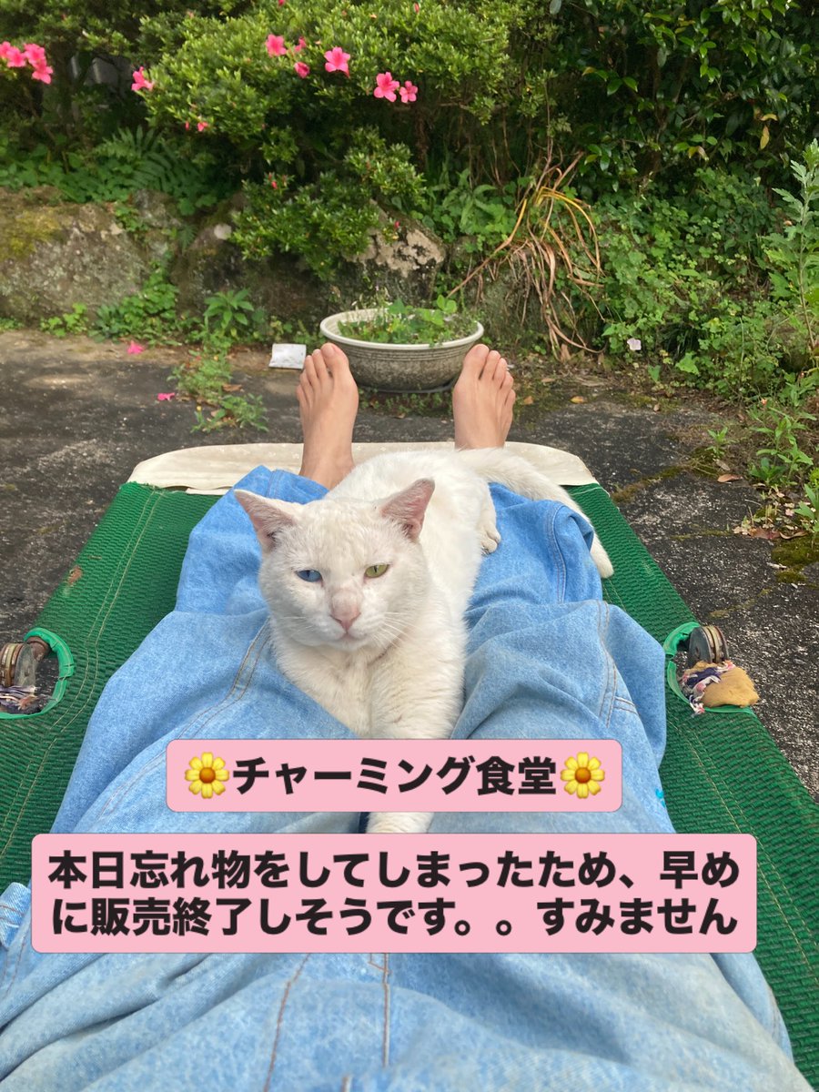 chaming20151001's tweet photo. 本日表参道で出店中なのですが、ストック分を入れているクーラーボックスを忘れて来てしまい、早めに無くなってしまうと思います。。。
申し訳ありません🙇‍♀️ https://t.co/pCyxTp69rr