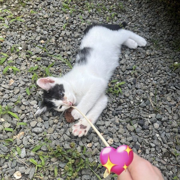 satoya_boshu's tweet photo. シロクロ 子猫 男の子
推定0歳2ヶ月
♂ 香川県

4兄弟の中で一番好奇心が旺盛で活発です！兄弟の中でいつも先頭を歩いているので「隊長」と呼んでいます。初めて見るものにも興味津々で、兄弟とも元気に遊んでいます。最近は猫じゃらしがお気に入りです。 https://t.co/cf0QIqFvpC