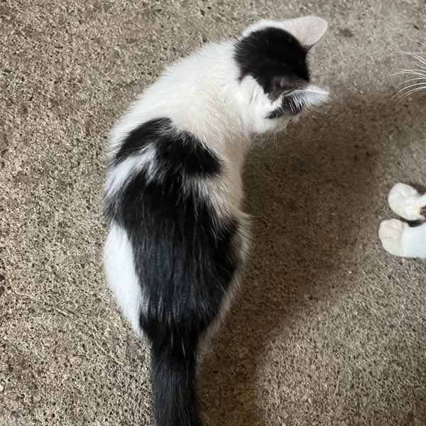 satoya_boshu's tweet photo. シロクロ 子猫 男の子
推定0歳2ヶ月
♂ 香川県

4兄弟の中で一番好奇心が旺盛で活発です！兄弟の中でいつも先頭を歩いているので「隊長」と呼んでいます。初めて見るものにも興味津々で、兄弟とも元気に遊んでいます。最近は猫じゃらしがお気に入りです。 https://t.co/cf0QIqFvpC