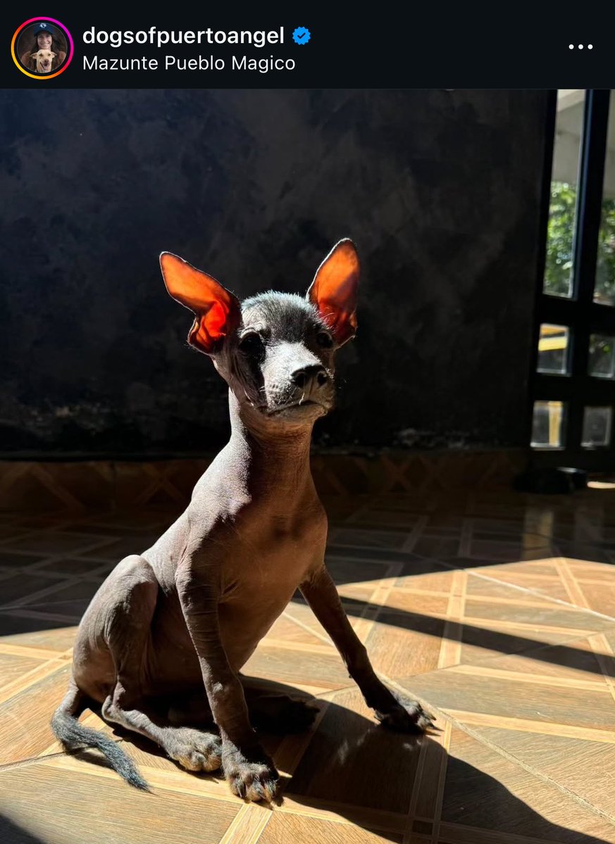 firulaisasalvo's tweet photo. Amigas, estoy involucrada en encontrar justicia para este caso de crueldad extrema en la costa de Oaxaca. Sus humanos están destrozados y con mucho miedo 

¿Me ayudan mucho compartiendo en Instagram y en todos lados que puedan?

🙏

https://t.co/SR4lVIn2Vi https://t.co/qfXVeOH2FW
